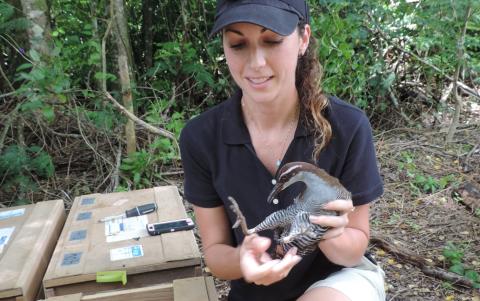 Animal keeper Erica Royer kneels next to a wooden create and holds a Guam rail, as she gets ready to release the bird into the wild