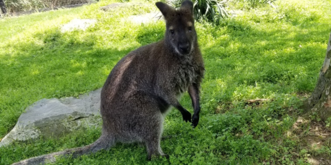 Photo of a Bennett's Wallaby standing in a grassy field.