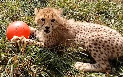 A cheetah cub laying in the grass with a red ball