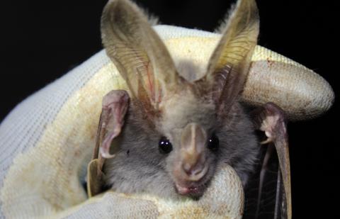 Smithsonian's Global Health Program scientists collect oral and rectal swabs from bats