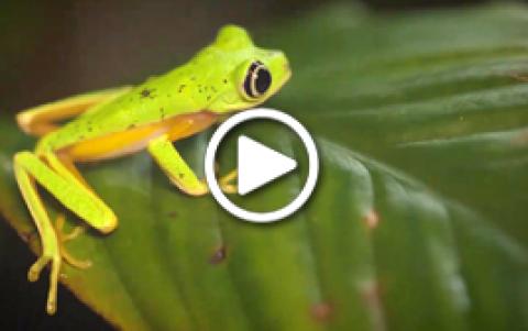 Saving Frogs with Science
