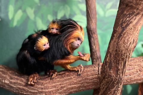 Golden-headed lion tamarin twins cling to father Coco's back.