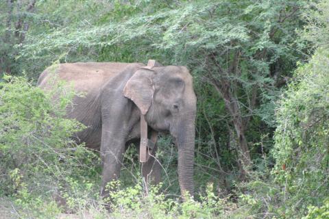An Asian elephant wearing a GPS satellite collar in a forest in Myanmar