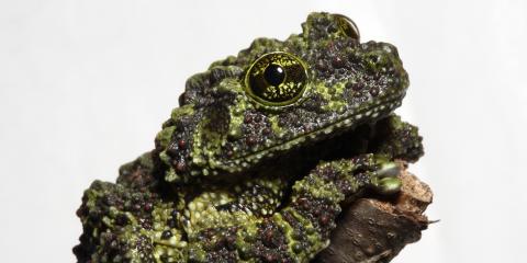 Vietnamese mossy frog sitting on a branch