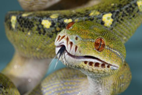 Do Snakes Have Ears? And Other Sensational Serpent Questions |  Smithsonian's National Zoo