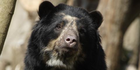Andean bear Billie Jean