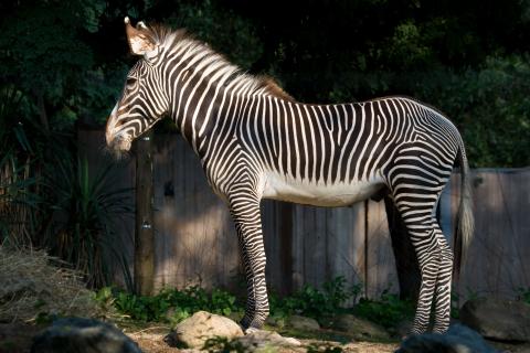 A hoofed animal, called a Grevy's zebra, with black and white stripes, slender legs, large ears, a thick mane and a long tail stands on grass-covered rocks in the sun