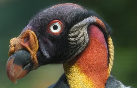 King Vulture