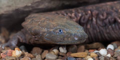 A hellbender lies on colorful gravel. Behind the salamander is the edge of a large rock