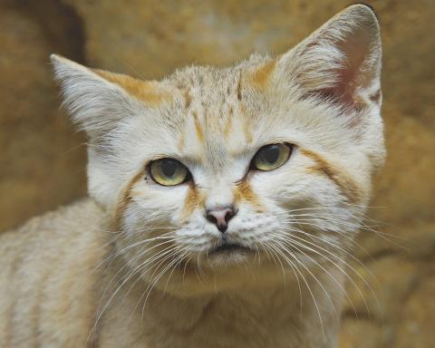 Sand cat Thor lived at the Small Mammal House. 