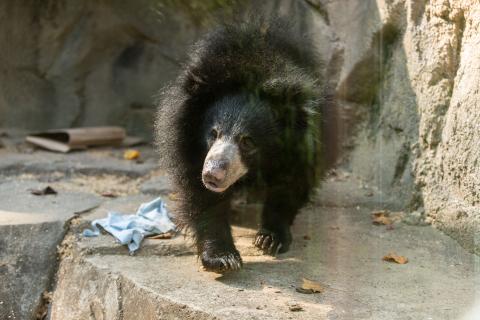 Sloth bear Remi explores her habitat on Asia Trail.