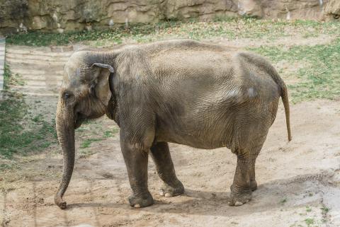 Asian elephant Kamala explores her habitat. 