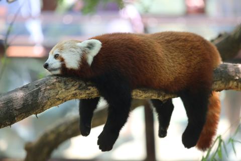 A red panda rests on a tree limb with its arms, legs and tail dangling over the sides
