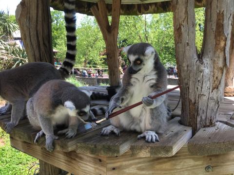 Ring-Tailed Lemurs