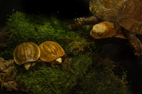 Two newly hatched Bourret’s box turtles and an adult box turtle sitting on moss 