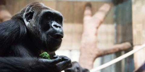 Western lowland gorilla Calaya eating her vegetable diet. 