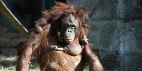 Orangutans Batang and Redd at the Smithsonian's National Zoo's Think tank exhibit. 