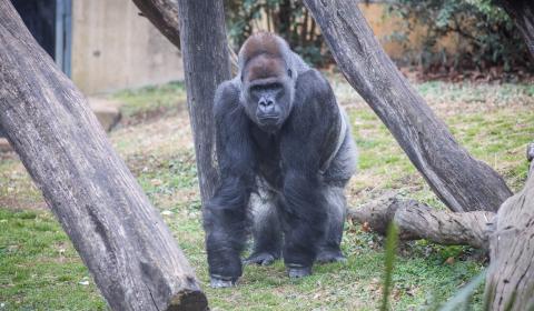 Western lowland gorilla Baraka stands in the grass of his outdoor habitat, surrounded by logs.