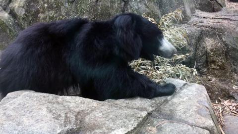 Sloth bear Niko on exhibit at Asia Trail.