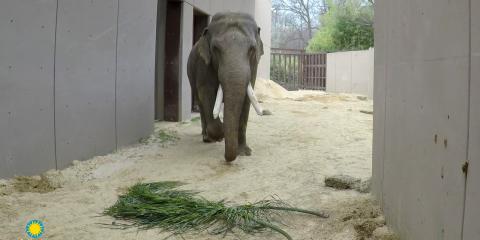 Asian elephant Spike enjoys some browse in his yard. 