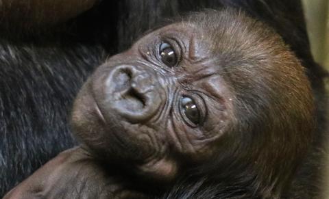 One month old western lowland gorilla Moke. 