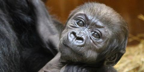 Western lowland gorilla Moke is six weeks old. 
