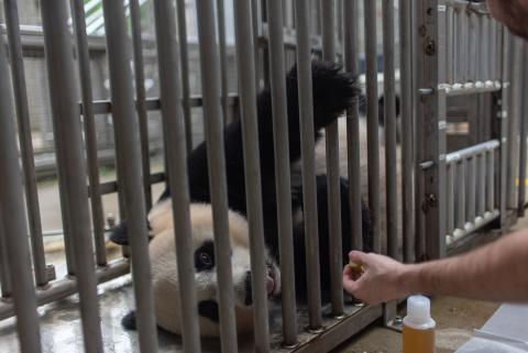 Giant panda Mei Xiang receives treats while participating in a voluntary ultrasound. 