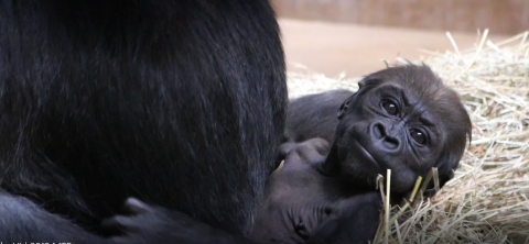 Western lowland gorilla Moke at 7 weeks old. 