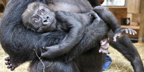 Western lowland gorilla Moke is 9 weeks old.