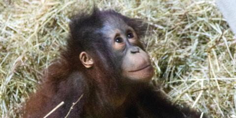 Bornean orangutan infant Redd at 22 months old.