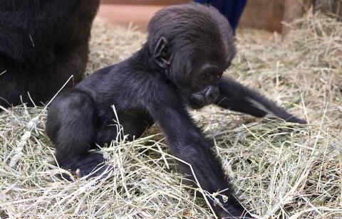 Three-month-old western lowland gorilla Moke attempts to walk. 