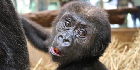 Western lowland gorilla Moke is 18 weeks old. 
