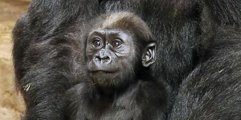 5-month-old western lowland gorilla Moke