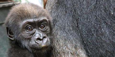 Western lowland gorilla Moke at 23 weeks old. 