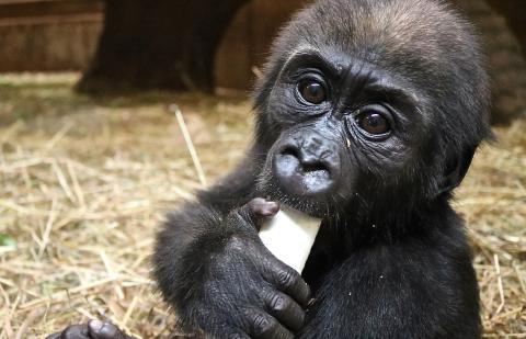 5-month-old Moke enjoys enrichment