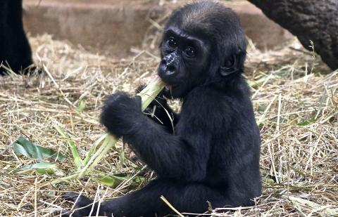 5-month-old western lowland gorilla Moke sits in a pile of hay and eats leafy greens