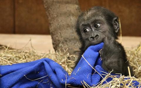 Western lowland gorilla Moke with blanket, 6 months old. 