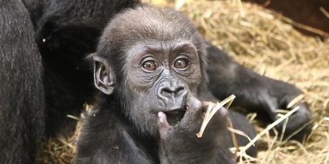 Gorilla Moke at 7 months old. 