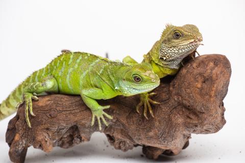 480px x 320px - Life Finds a Way: Parthenogenesis in Asian Water Dragons | Smithsonian's  National Zoo
