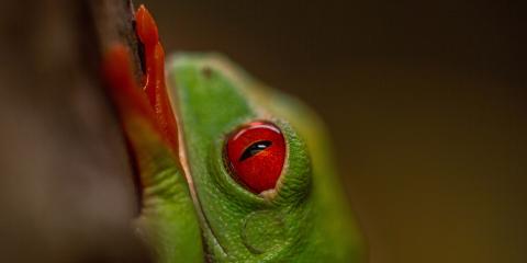 Red-eyed tree frog close up