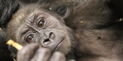 8-month-old western lowland gorilla Moke