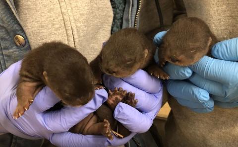 North American River Otter Pups Coquille (female), Potomac (male) and Nash (male).