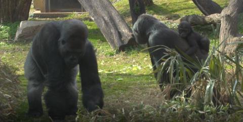 Moke, Calaya and Baraka explore the outdoor yard at the Great Ape House.