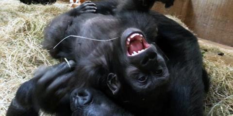 Western lowland gorillas Moke and Kibibi wrestle at the Smithsonian's National Zoo's Great Ape House.