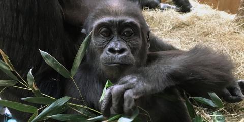 Western lowland gorilla Moke at the Great Ape House. 