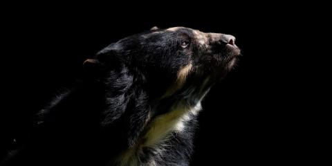 Andean bear Billie Jean