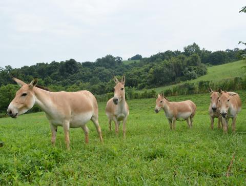 Five female Persian onagers in a field. 