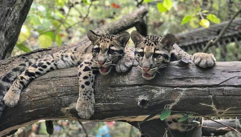 Two clouded leopard cubs with large paws and thick spotted fur rest together on a large tree limb