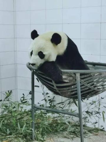 Bei Bei in his hammock at the Bifengxia Panda Base. 