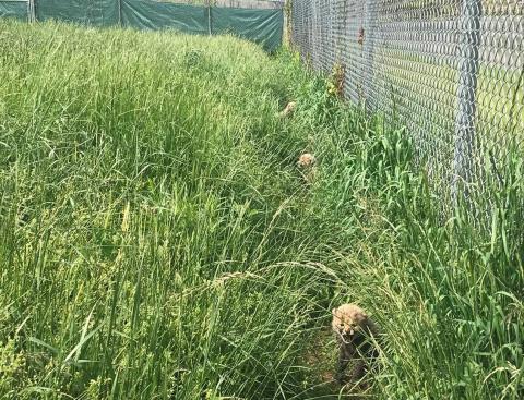 Five-week-old cheetah cubs in the tall grass. 